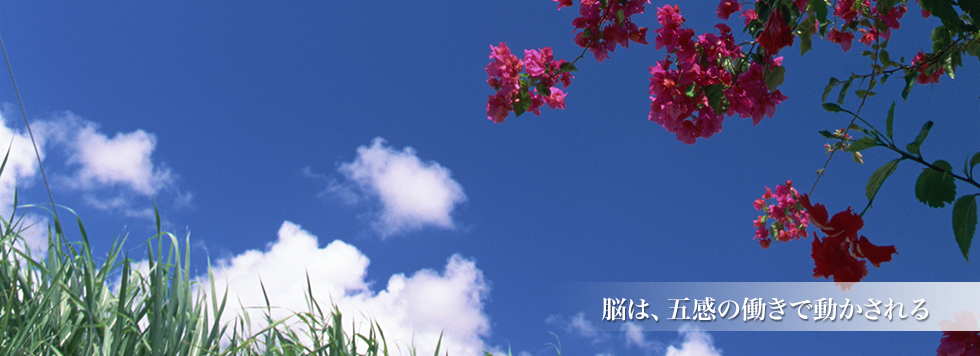 脳は、五感の働きで動かされる